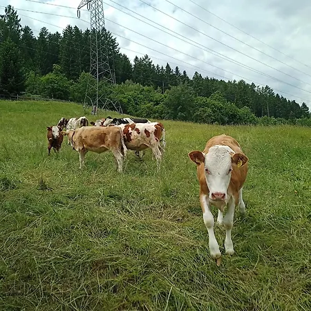 Апартаменти Schustererhof *