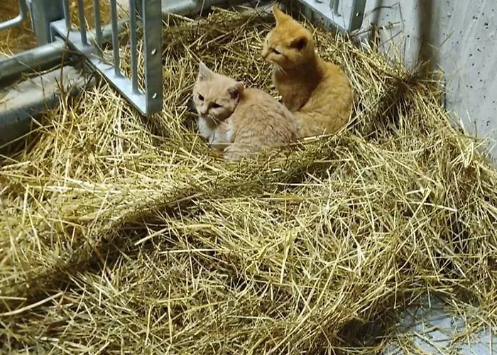 Schustererhof Διαμέρισμα Ίνσμπρουκ